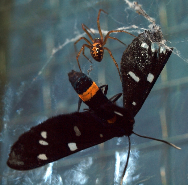 Steatoda triangulosa